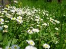 Margherite di primavera a Vezzano sul Crostolo